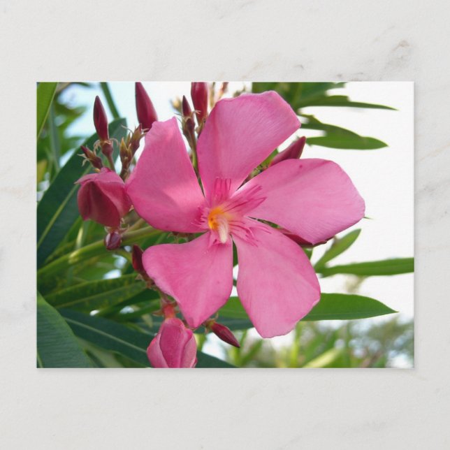 Pink Oleander Photo Postcard (Front)
