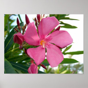 Pink Oleander Photo Poster