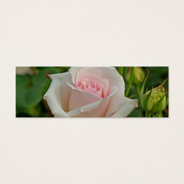 Pink Ophelia Hybrid Rose (Front)