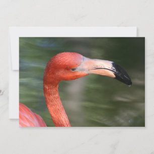Pink-Orange Flamingo Head