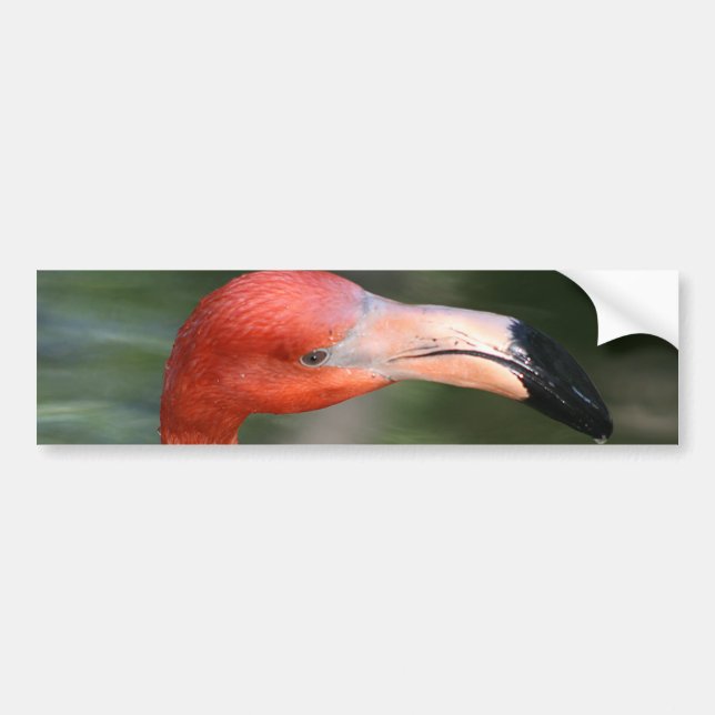 Pink-Orange Flamingo Head Bumper Sticker (Front)