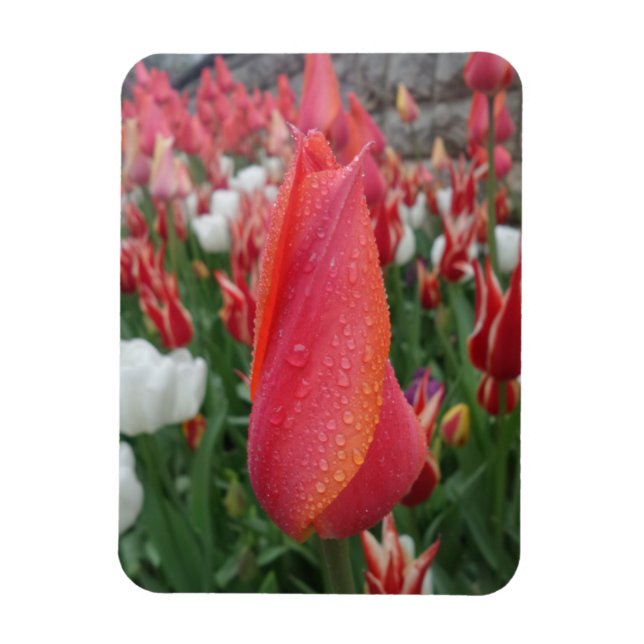 Pink/Orange Tulip Flower 3"x4" Magnet (Vertical)