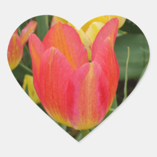Pink Orange Yellow Tulip Flower Heart Sticker