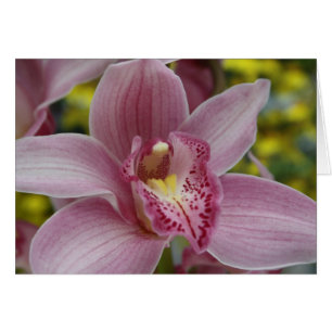 Pink orchid