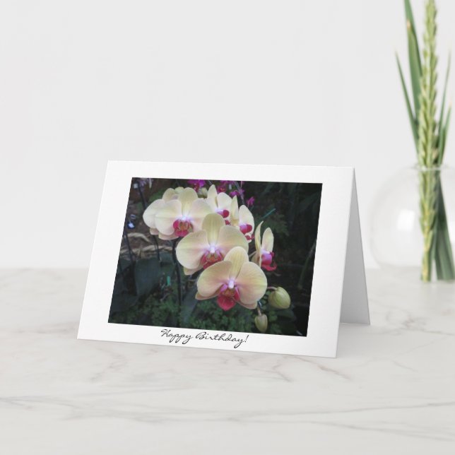 Pink Orchid Birthday Card (Front)