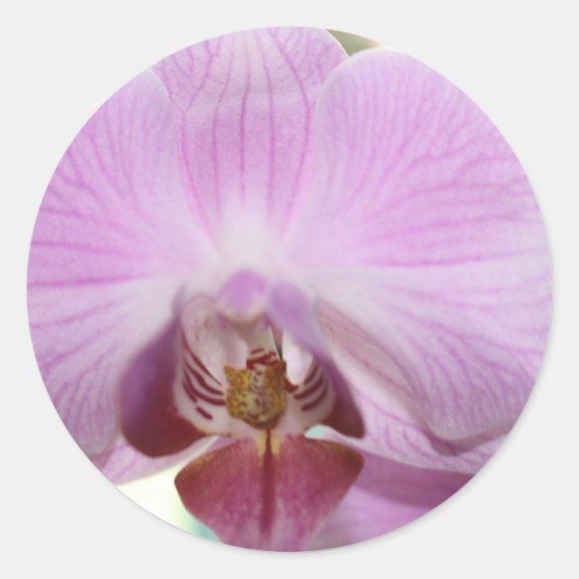pink orchid classic round sticker (Front)