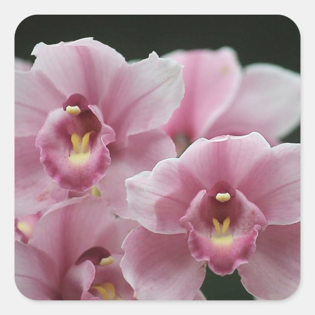 pink orchid close up square stickers (Front)