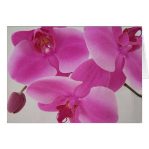 Pink Orchid Cluster