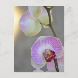 Pink Orchid Expression Postcard