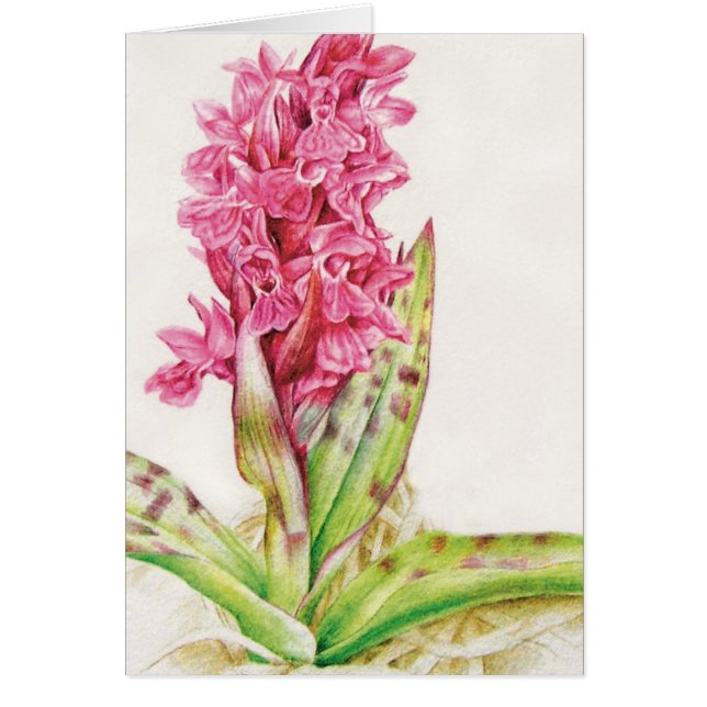 Pink orchid floral fine art painted everyday card (Front)
