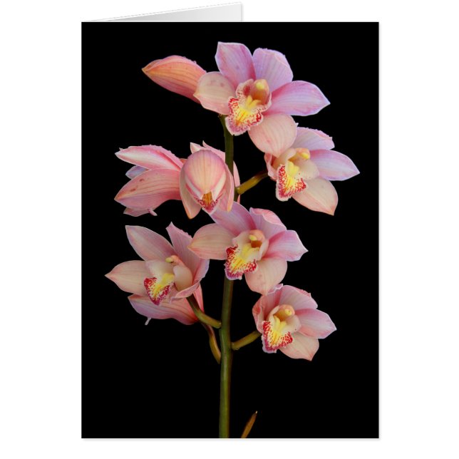 Pink orchid flower (Front)