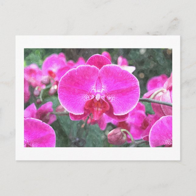 Pink orchid flower, floral photography postcard (Front)
