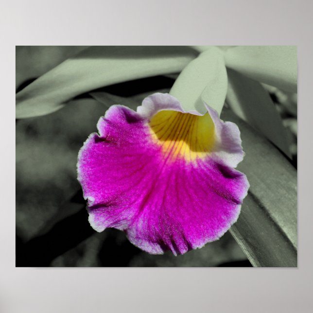 Pink Orchid Flower Partial Color Poster (Front)