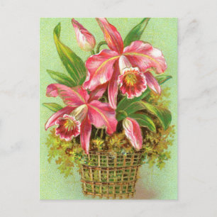 Pink Orchid Flower Postcard