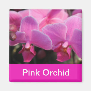 pink orchid flowers magnet