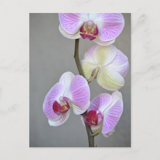 Pink Orchid Flowers Postcard (Front)