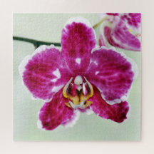Pink Orchid