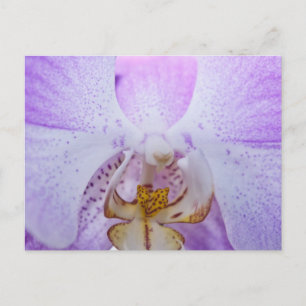 Pink Orchid Postcard