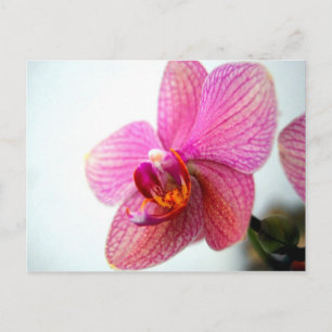 Pink Orchid Postcard