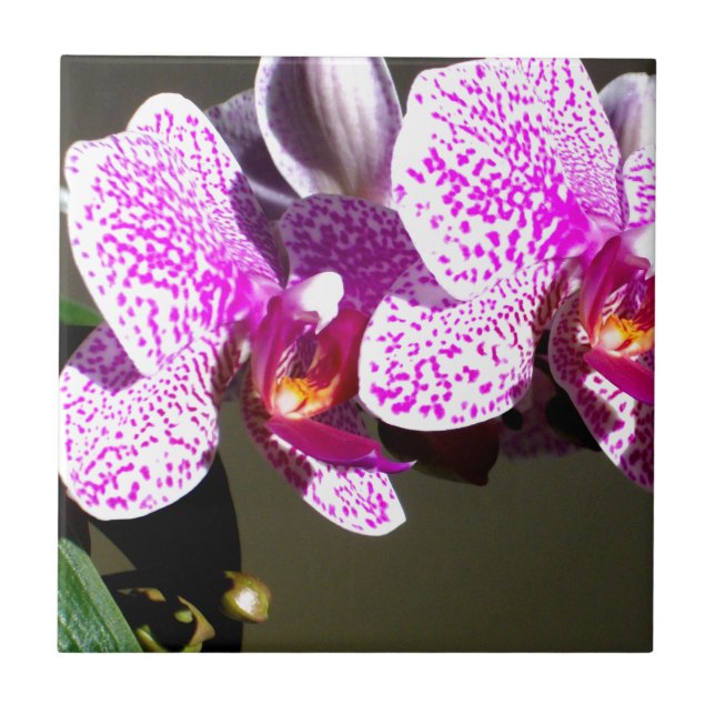 Pink Orchids 1 Tile (Front)