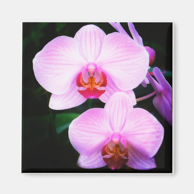 Pink Orchids from Paradise Magnet (Front)