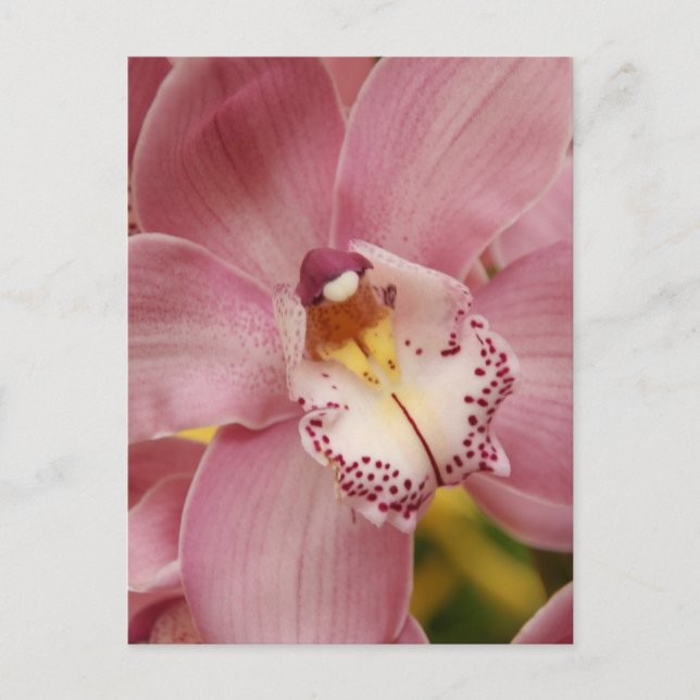 Pink Orchids Postcard (Front)