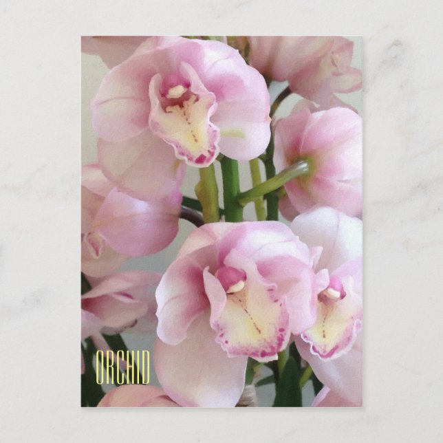Pink Orchids Vertical Postcard (Front)