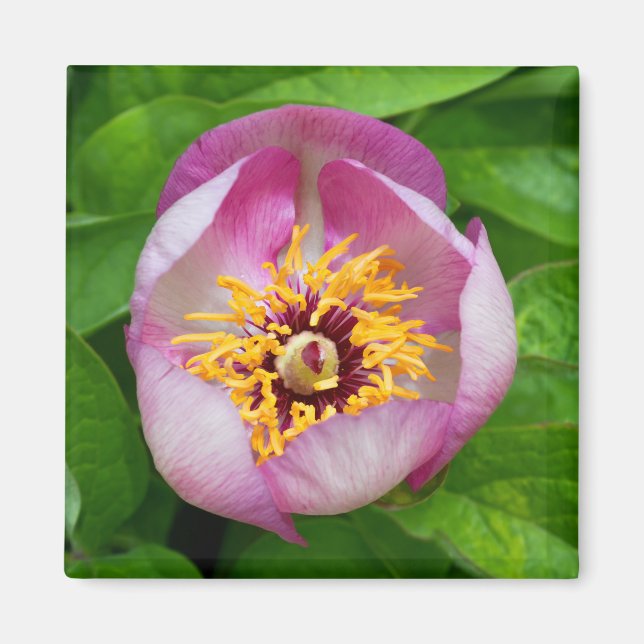 Pink Paeonia Flower Magnet (Front)