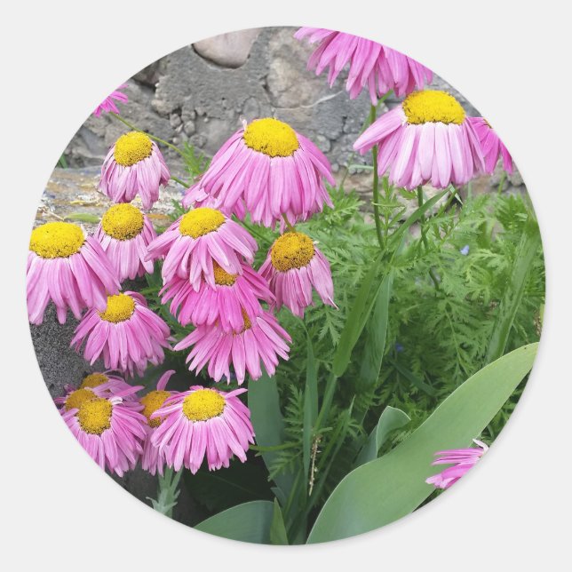 Pink Painted daisy Flowers Nature photography  Classic Round Sticker (Front)