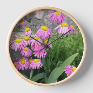 Pink Painted daisy Flowers Nature photography  Clock