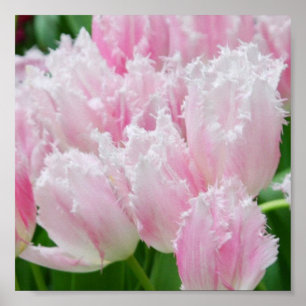 Pink Parrot Tulips Poster