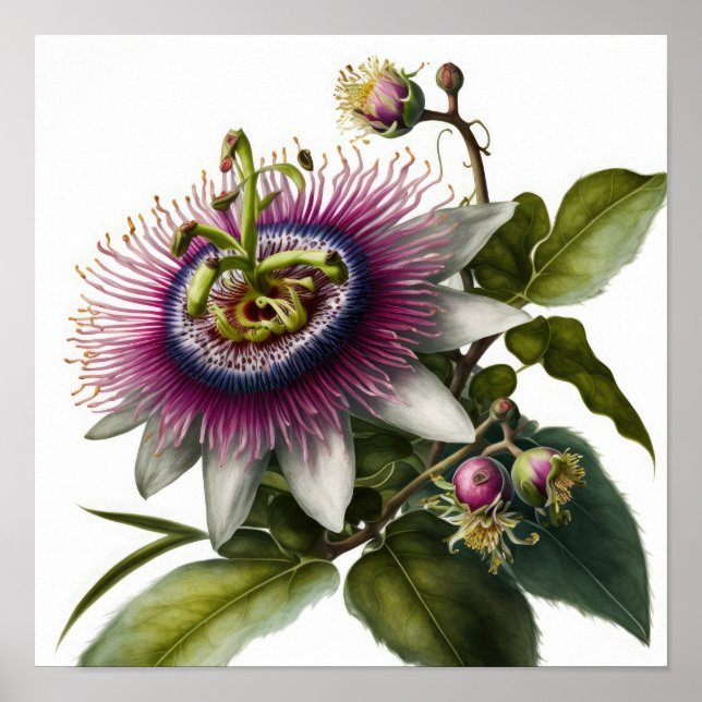 Pink Passion Flower Art Print Poster (Front)