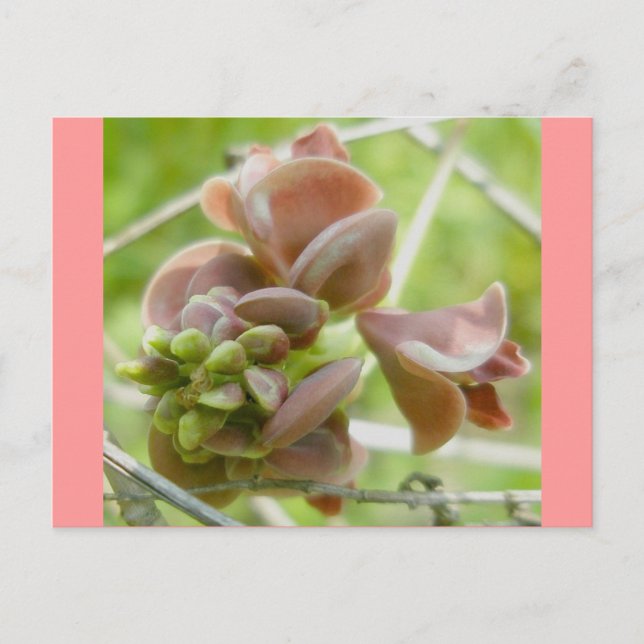 Pink Pea-Like Flower Postcard (Front)