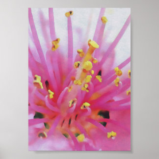 Pink Peach Pollen Macro Abstract Art Poster