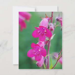 Pink Penstemon Flowers Postcard