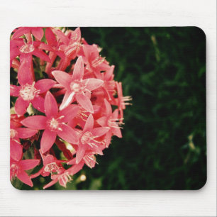 Pink pentas mouse pad