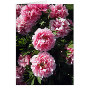 Pink Peonie Bunch