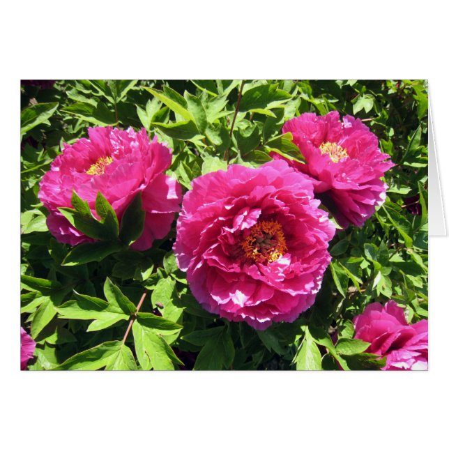 pink peonies (Front Horizontal)