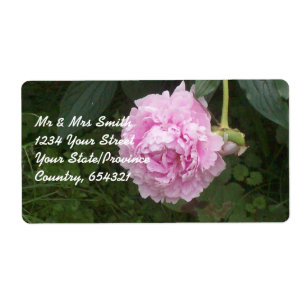 Pink Peonies
