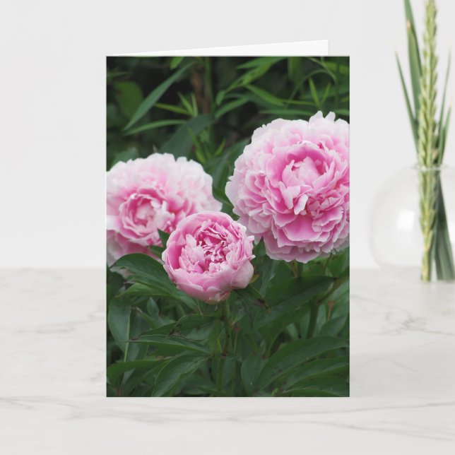 Pink Peonies, Birthday Card (Front)