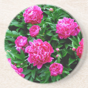 Pink Peonies Coaster