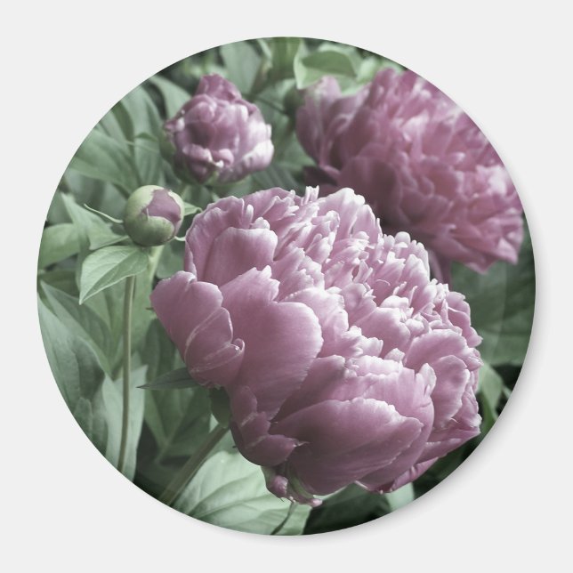 Pink Peonies Magnets (Front)