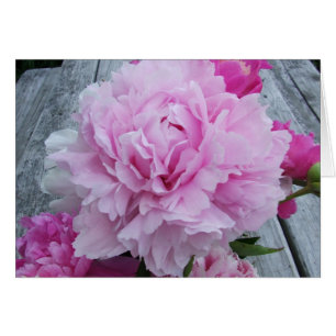 Pink Peonies / Peony