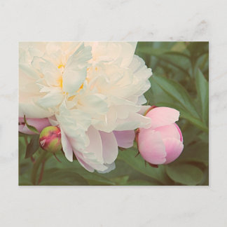 Pink Peonies Peony Flower Postcard