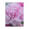 Pink Peonies / Peony Postcard
