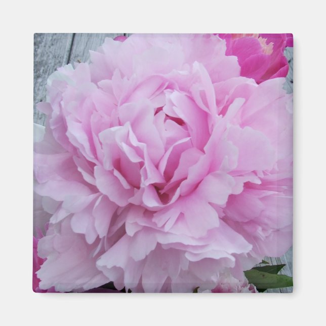 Pink Peonies / Peony Square Magnet (Front)