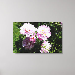 Pink Peonies  Photography Wall Art