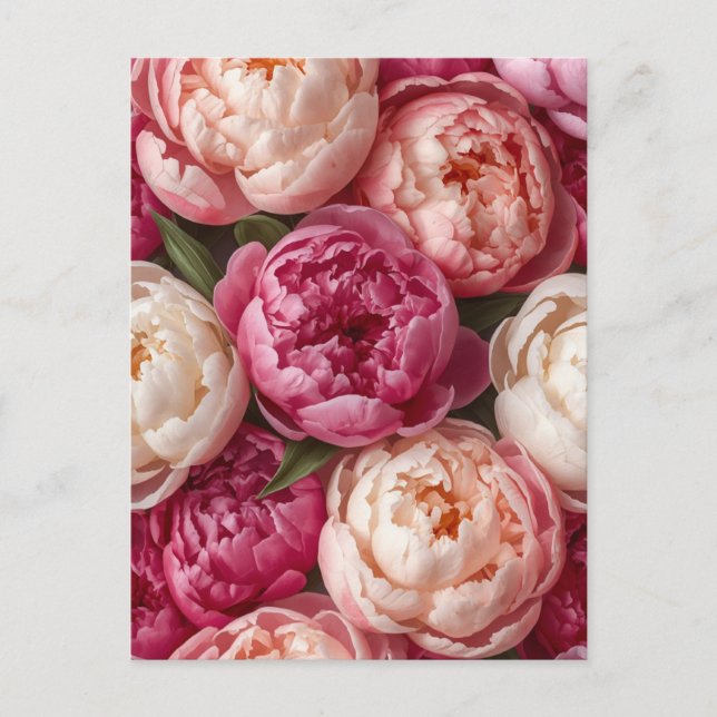 Pink peonies postcard (Front)