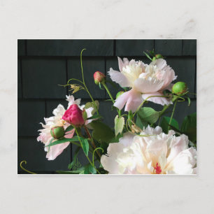 Pink Peonies Postcard