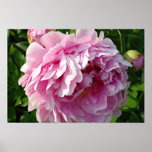 Pink Peonies Poster